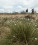 Hohes_Venn_Brackvenn_Wollgrass_05©Chris Eyre-Walker