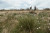 Hohes_Venn_Brackvenn_Wollgrass_05©Chris Eyre-Walker