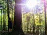 Märchen, Mythen, Wald 1 (c) Ternell