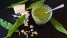 wild-garlic-gdfa424280-1920
