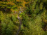 mtb-hertogenwald-019-c-www.ostbelgien.eu-dennis-stratmann-1-