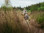 Hohes_Venn_Lehrpfad_Farbe_des_Venns_PMR_03©Chris_Eyre-Walker