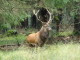 hirsch