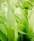 wild-garlic-leaves-g1f30a4482-1920