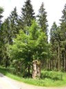 Mord im Ommerscheider Wald (c) ZVS